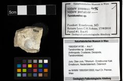Foto (Objekt + Etiketten) von Tanidromites sp. 